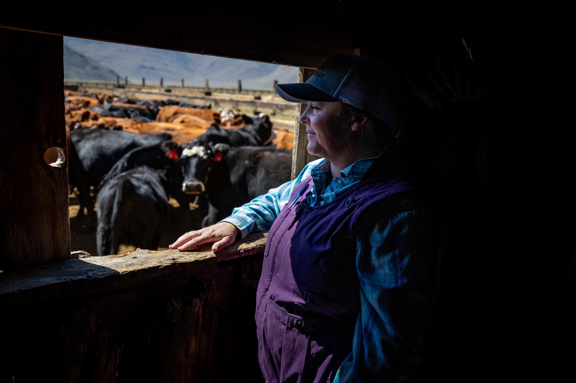 Rancher Leslie Hunewill looks out at cows at a historic ranch Bridgeport.