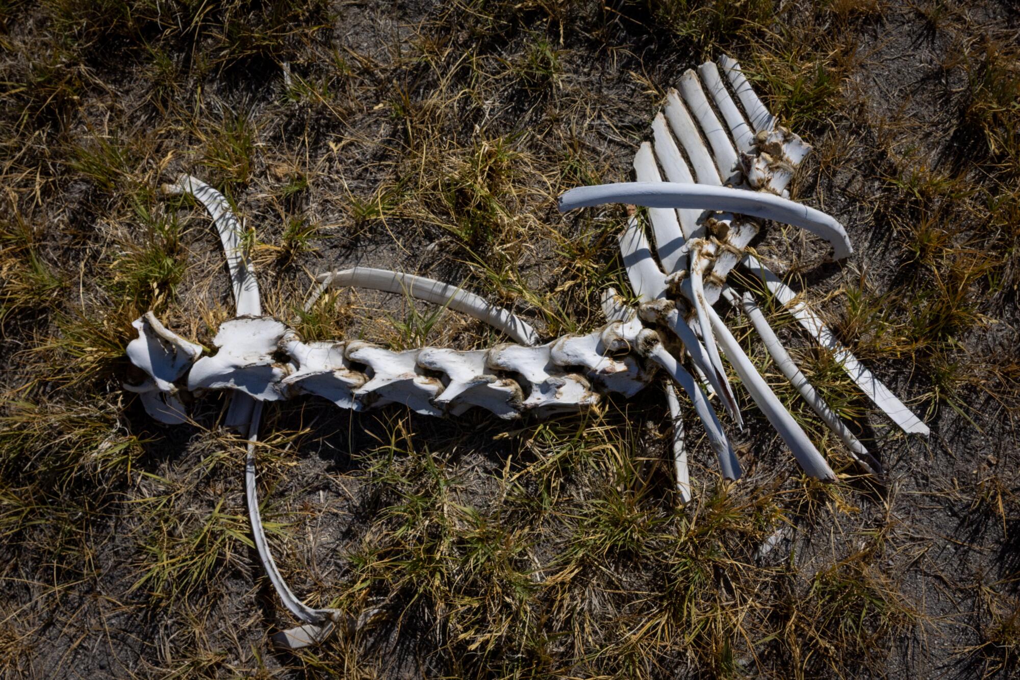 A wild horse skeleton