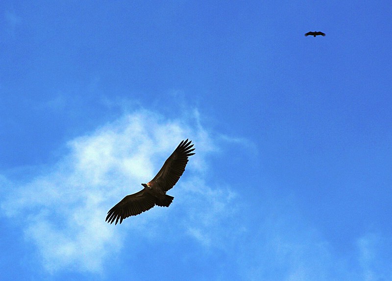 Saving Zimbabwe’s Vultures