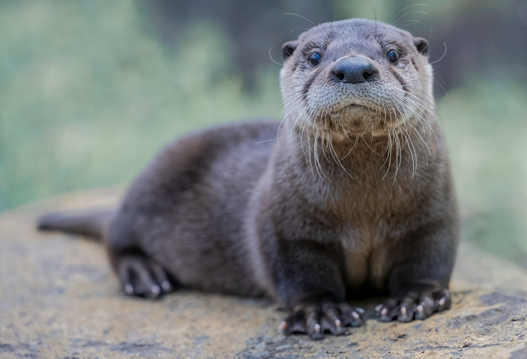 Opinion: Lewis &amp; Clark nickname change to River Otters is a unnecessary culture wars overreaction