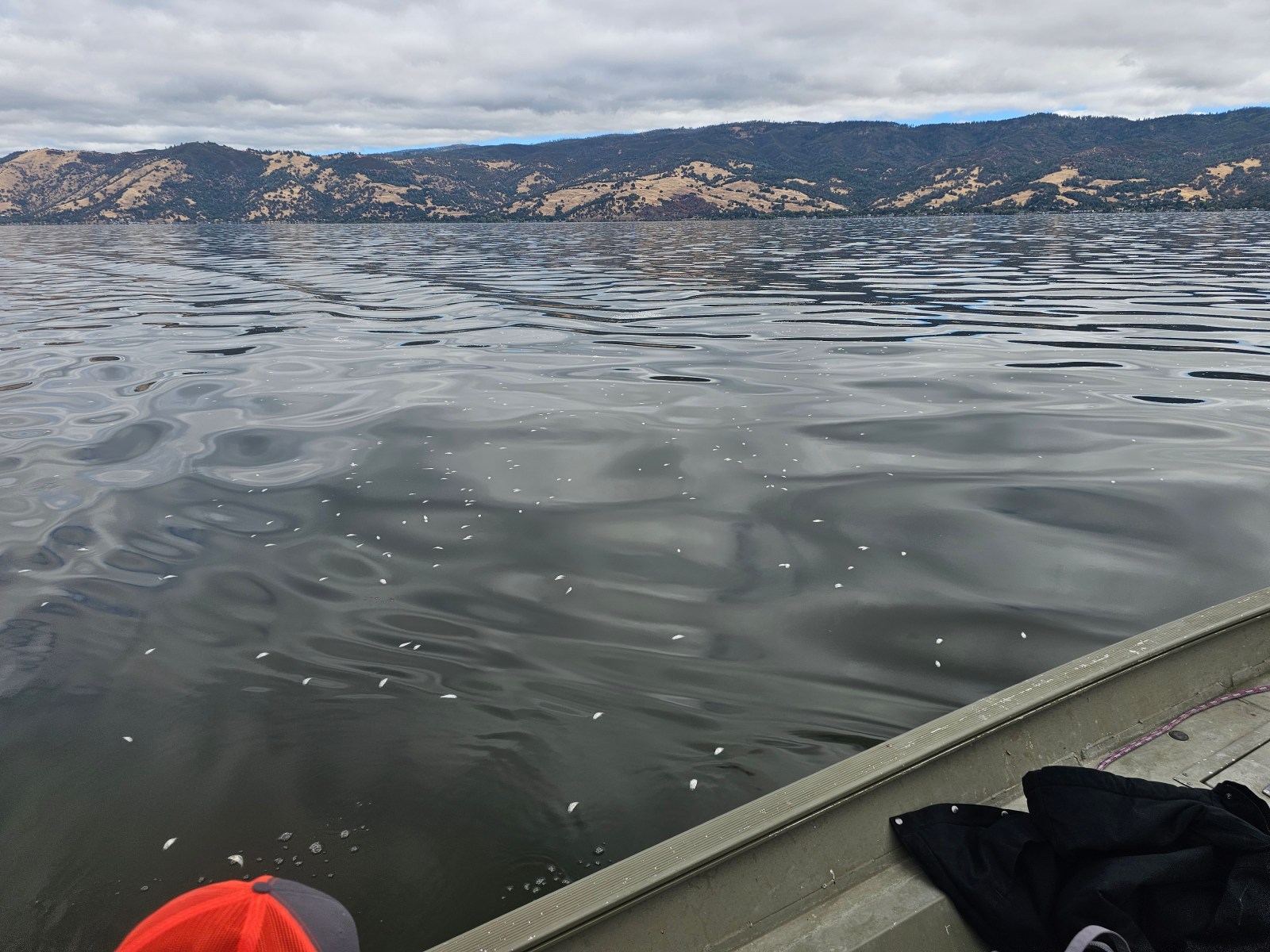 Dead fish at lake surface