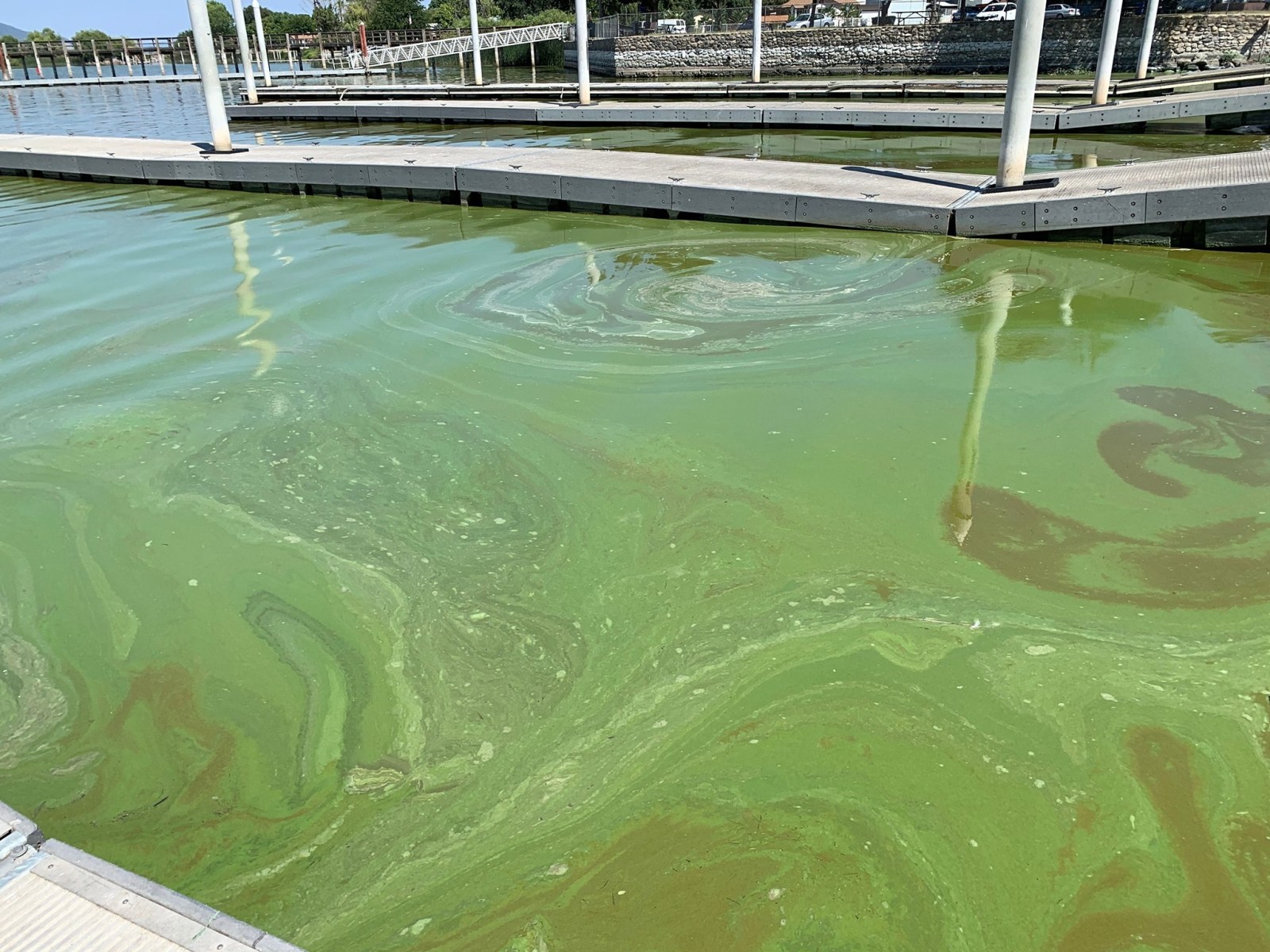 Algae in lake