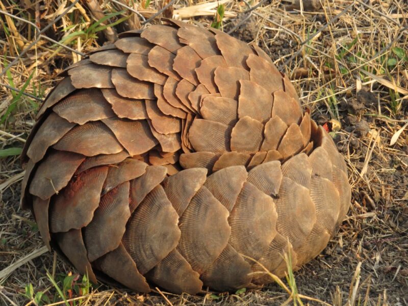 Animal covered in scales looks like a ball. None of its vulnerable parts are visible.
