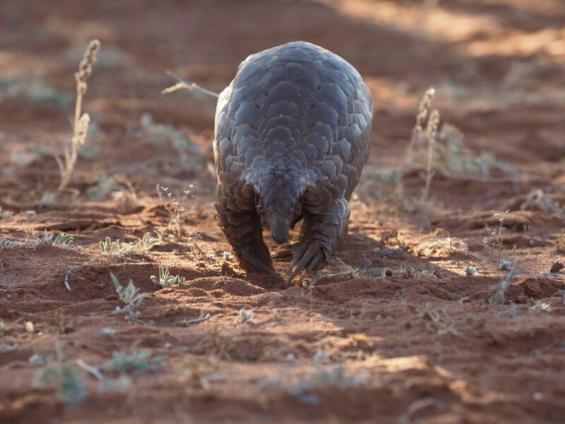 Dark brown animal as seen from the front. It has scales covering its body, a small head and very long claws at the front legs.