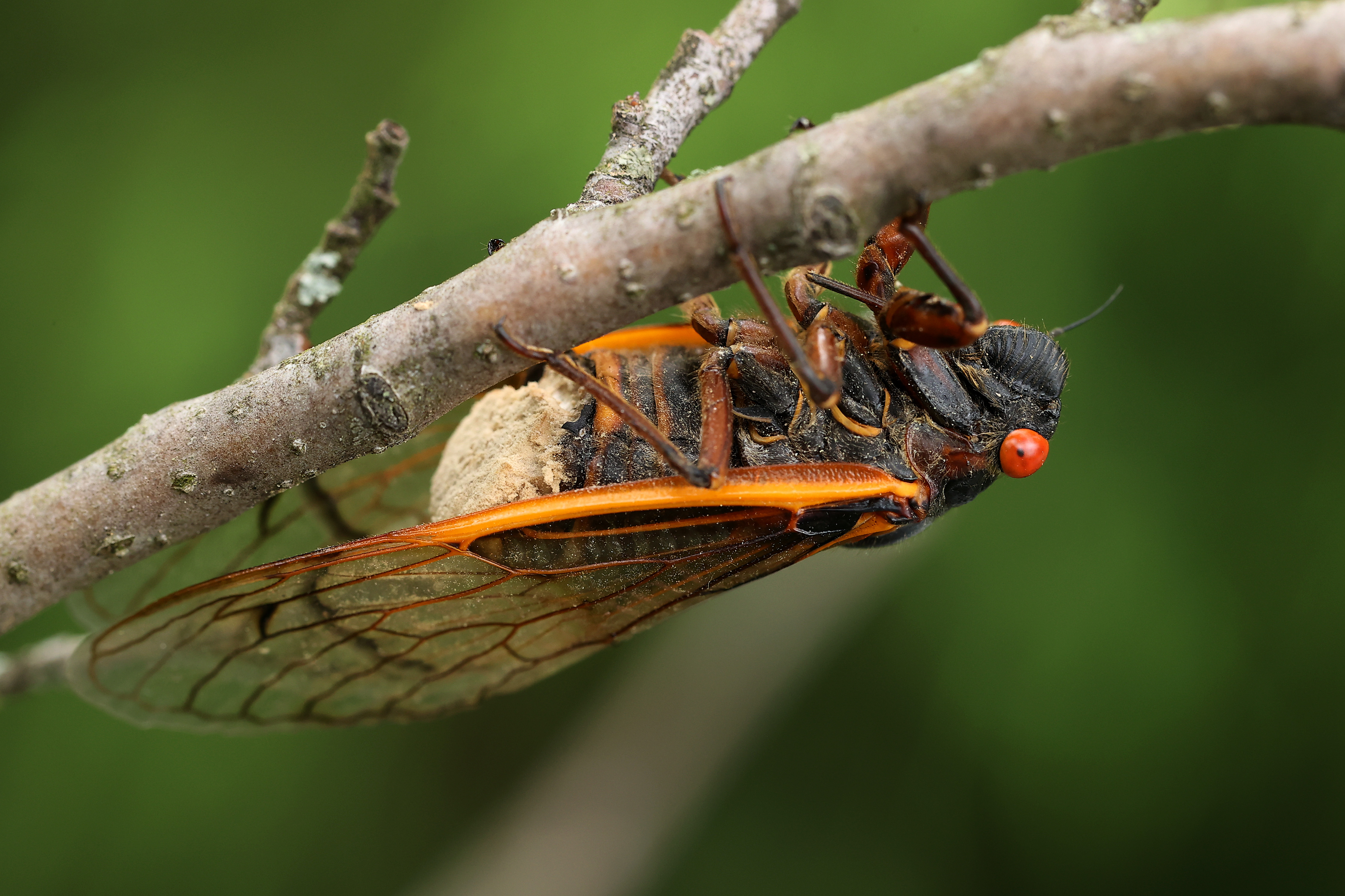 a cicada infected with a fungus 