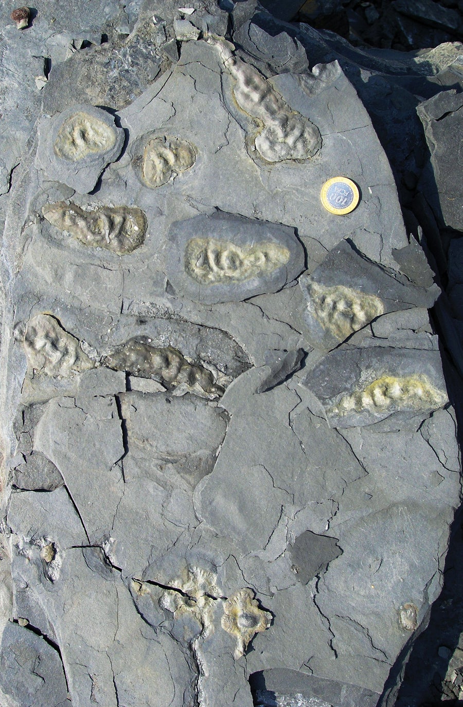 Rocks from the Francevillian Basin in Gabon are filled with gleaming shapes