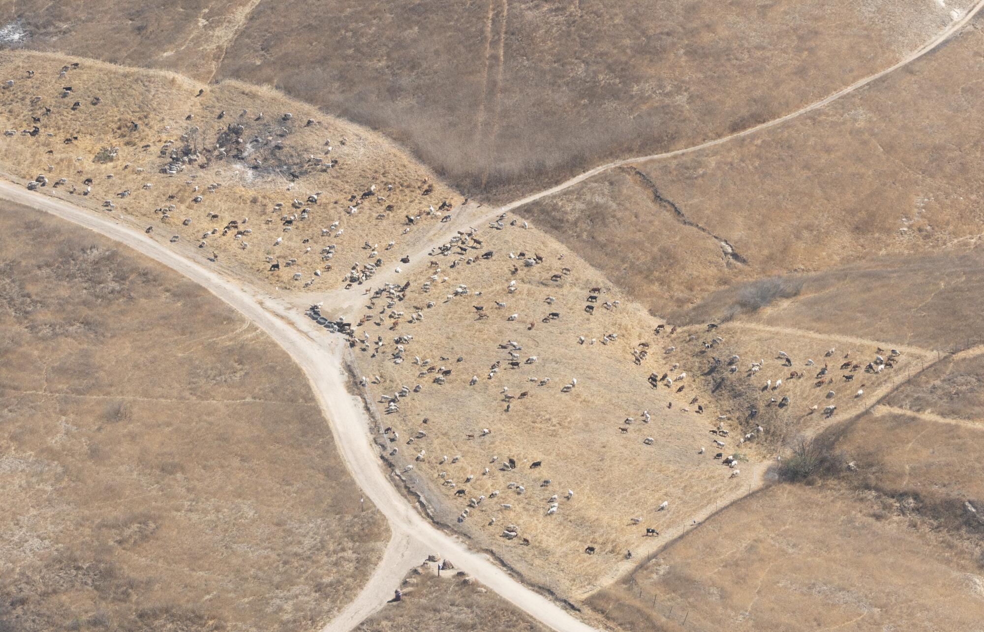 Goats help clear vegetation in the Upper Las Virgenes Canyon Open Space Preserve