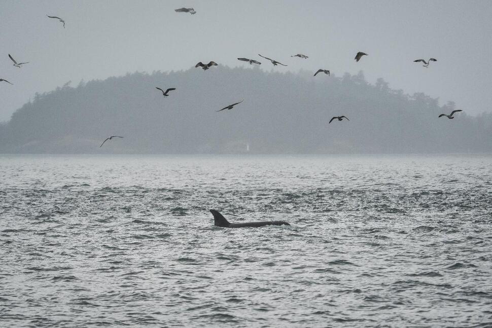 Scientists Hope Underwater Fiber-Optic Cables Can Help Save Endangered Orcas