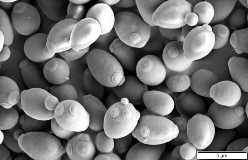 Black and white image of many oblong, egg-like objects that have other small round features attached to them.
