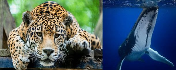 Jaguars and Whales are NOT carbon OFFSETS