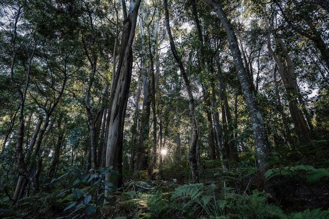 Where’s nature positive? Australia must ensure environment reforms work to restore what’s been lost