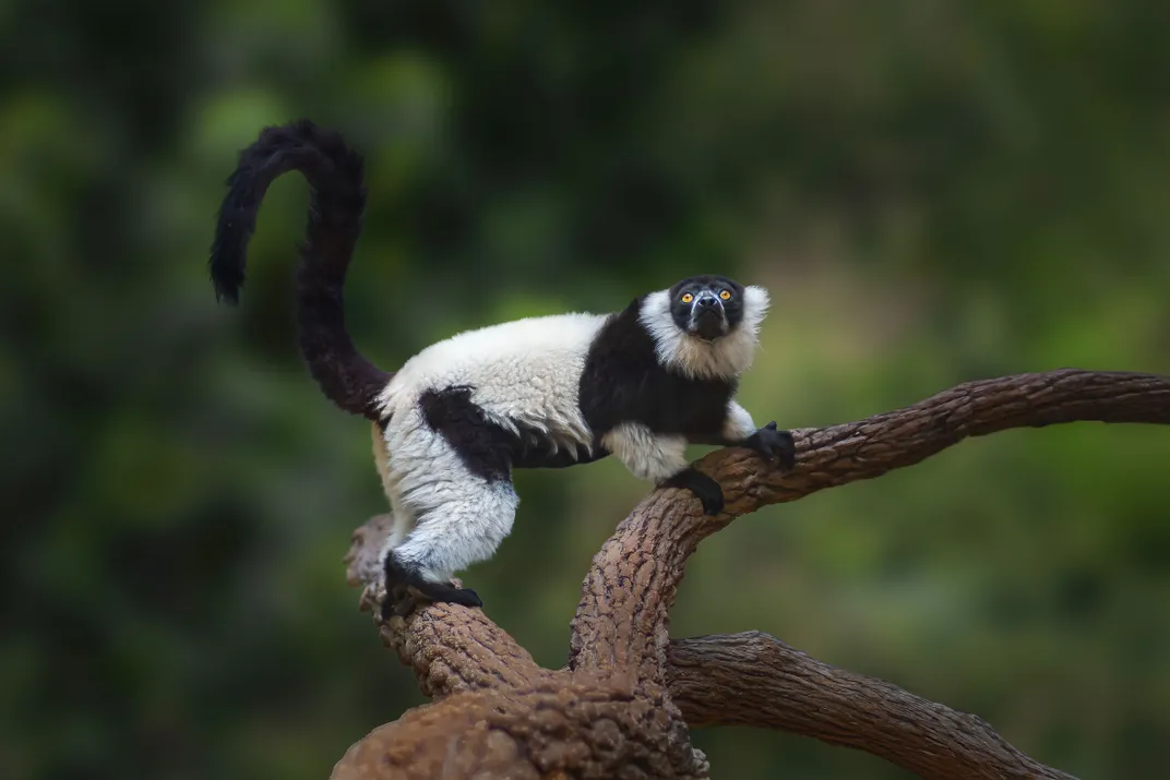 a black-and-white ruffed lemur on a branch