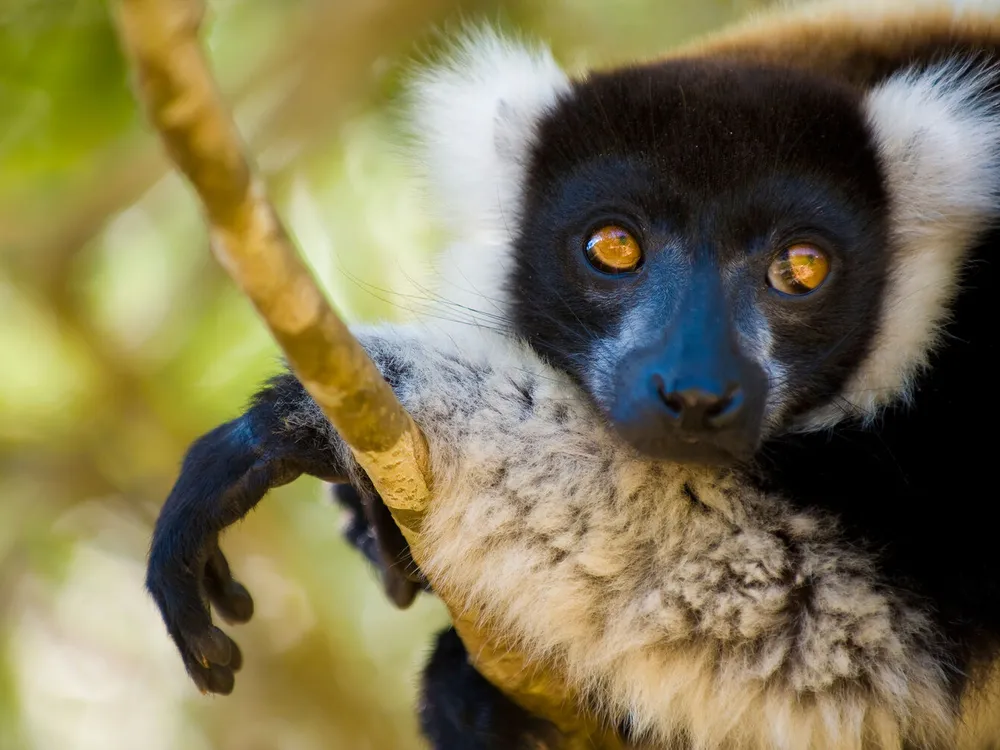 a black lemur with white tufts on the sides of its head and orange eyes reclines forward on a branch