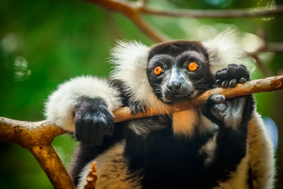a black-and-white ruffed lemur holds onto a thin branch with two feet and its chin