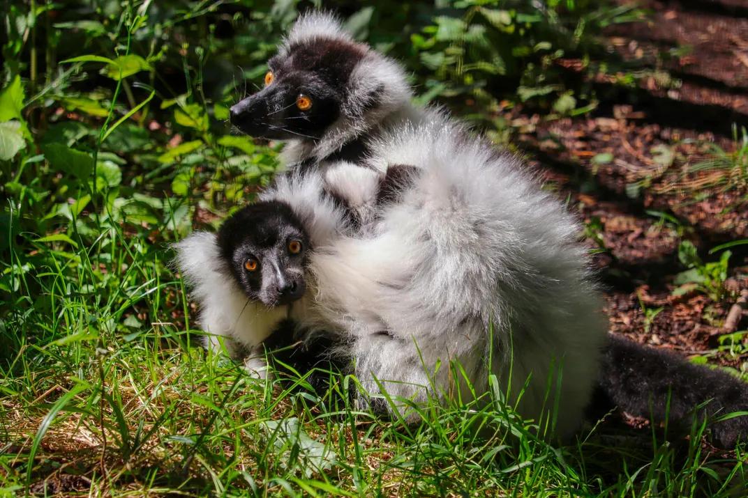 a parent and baby black-and-white ruffed lemur