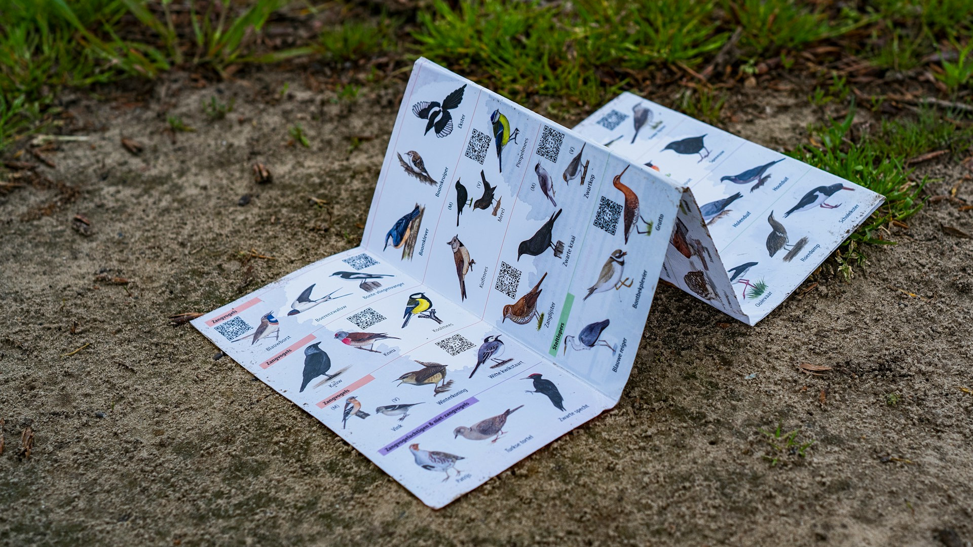 Birding’s Tragic Blind Spot