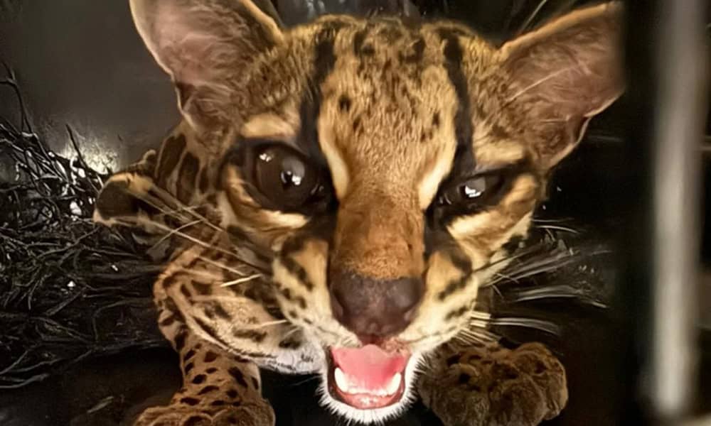 Margay Rescued in Costa Rica After Backyard Sighting