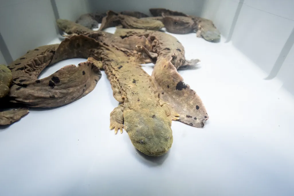Large salamanders in a white bucket