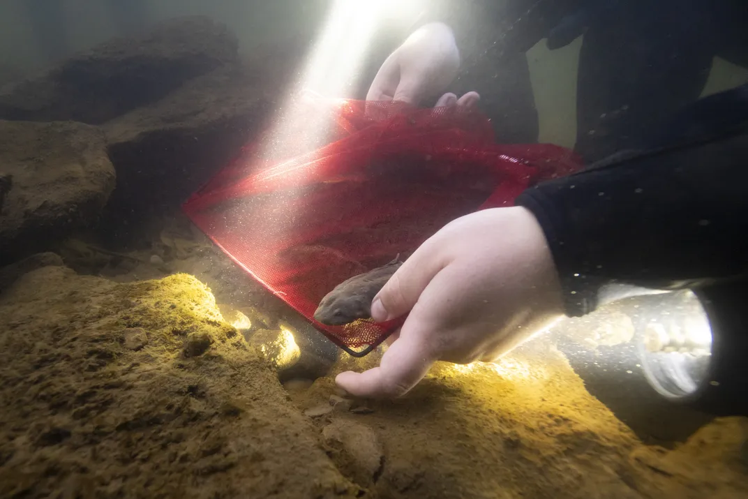 Underwater shot showing a salamander in a person's hand