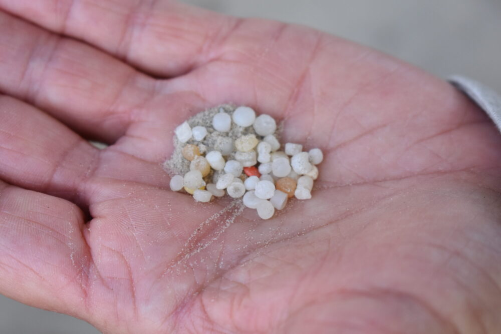 A volunteer holds the nurdles they collected at a beach cleanup in Galveston on Nov. 7, 2025.
