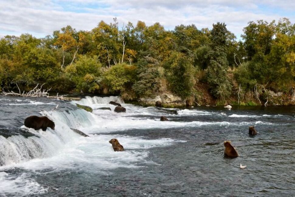 Alaska Sued Over Aerial Hunting of Bears to Protect Caribou