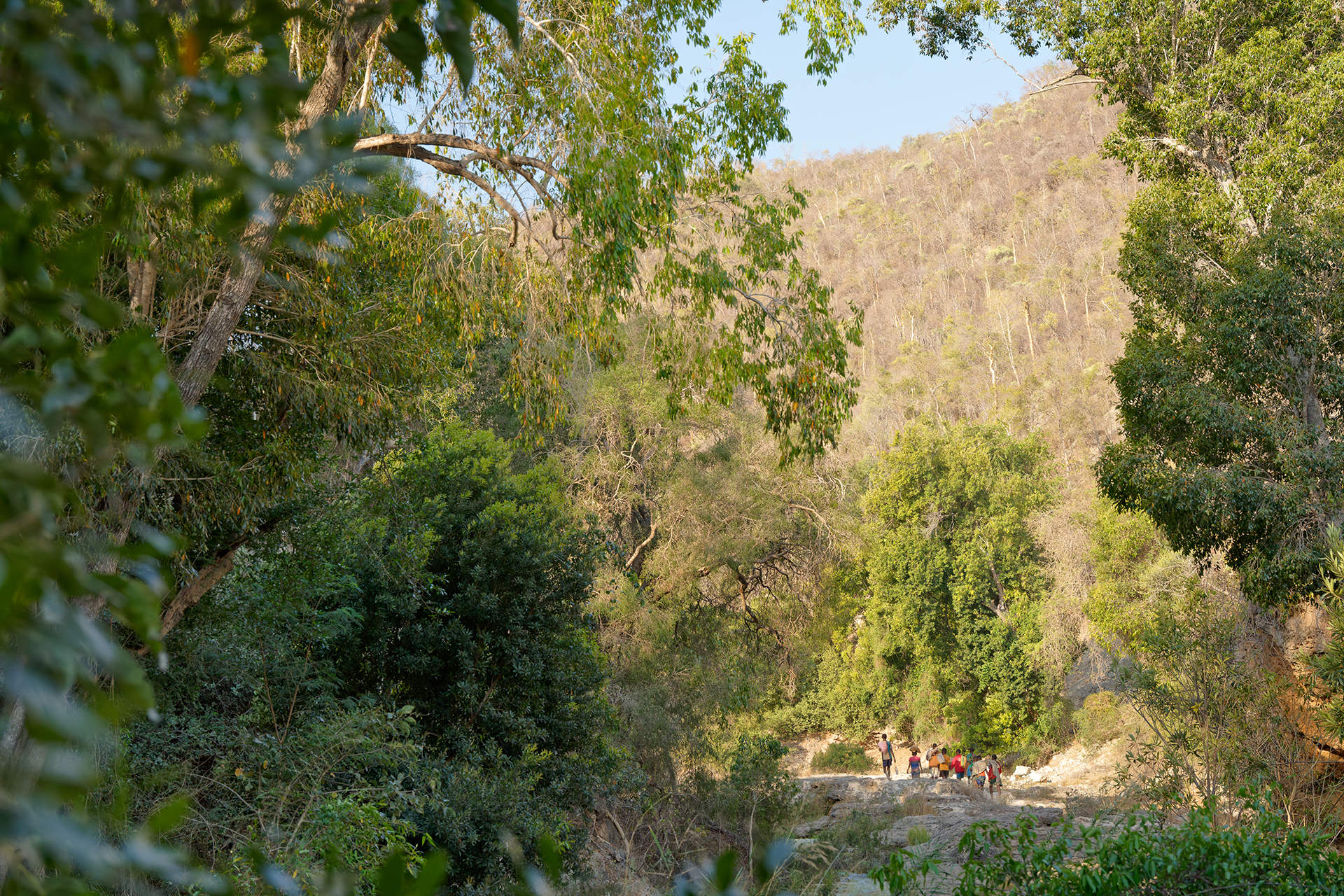 People seen in a distance through dense forest