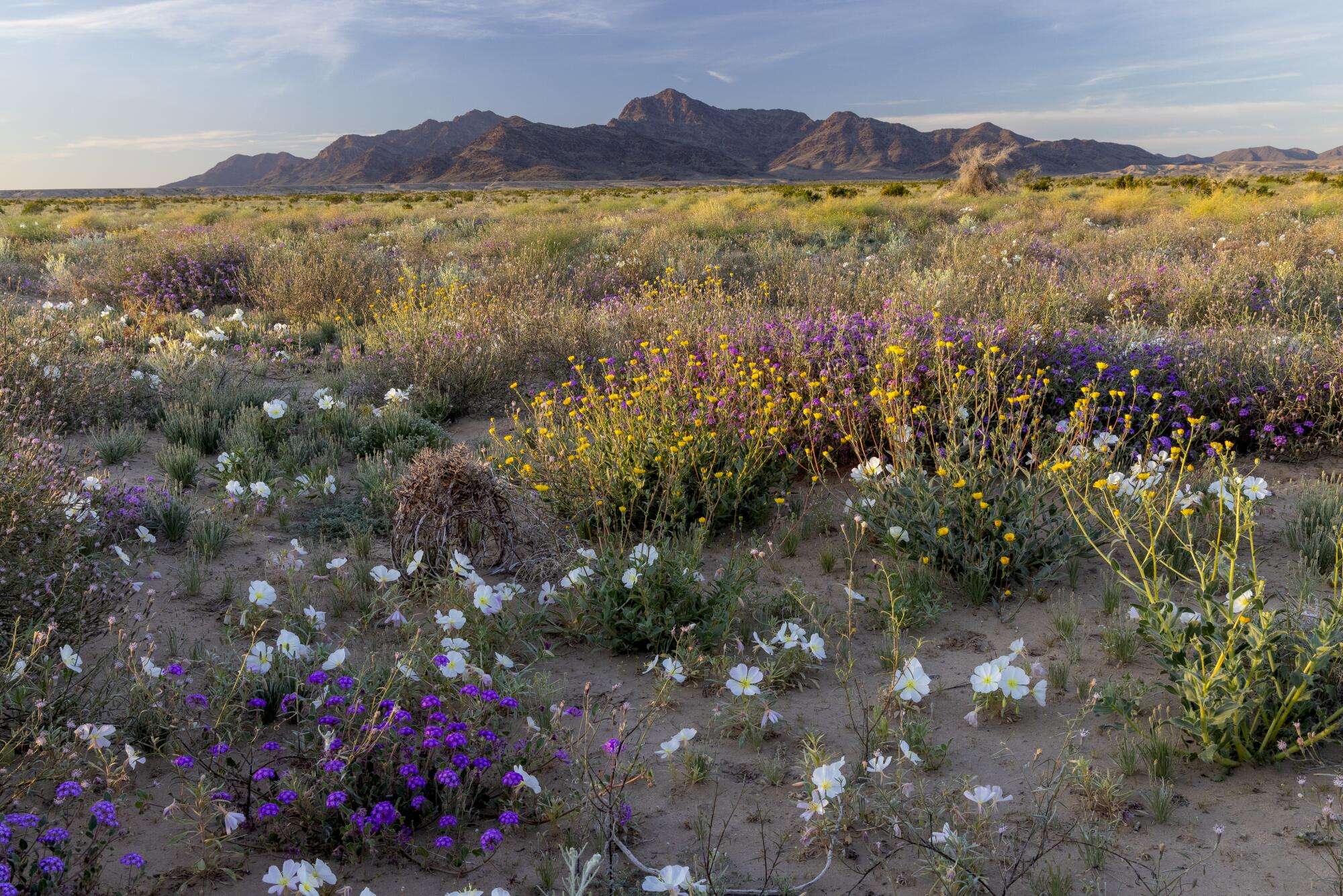A field of wildflowers in Chuckwalla National Monument, with the Mule Mountains in the background.