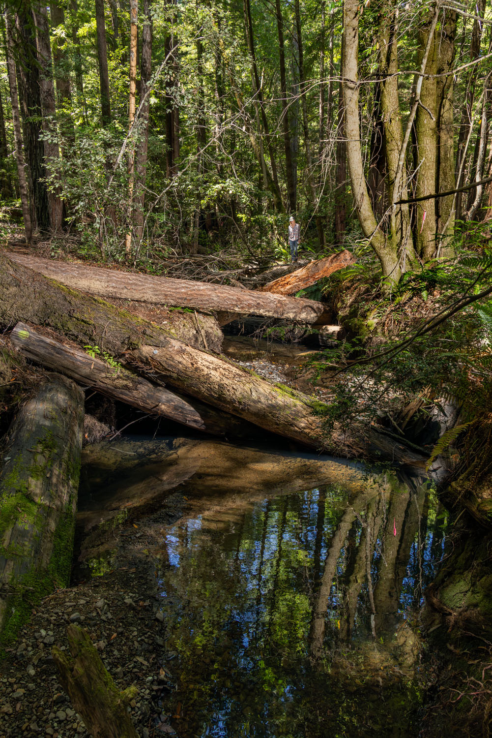 Wood in a stream