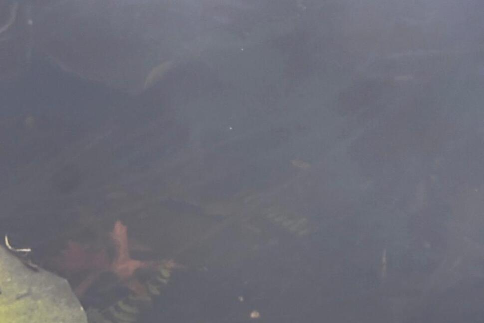 Small Alligator Rescued in Boston After Slithering Into the City's Heart on Social Media