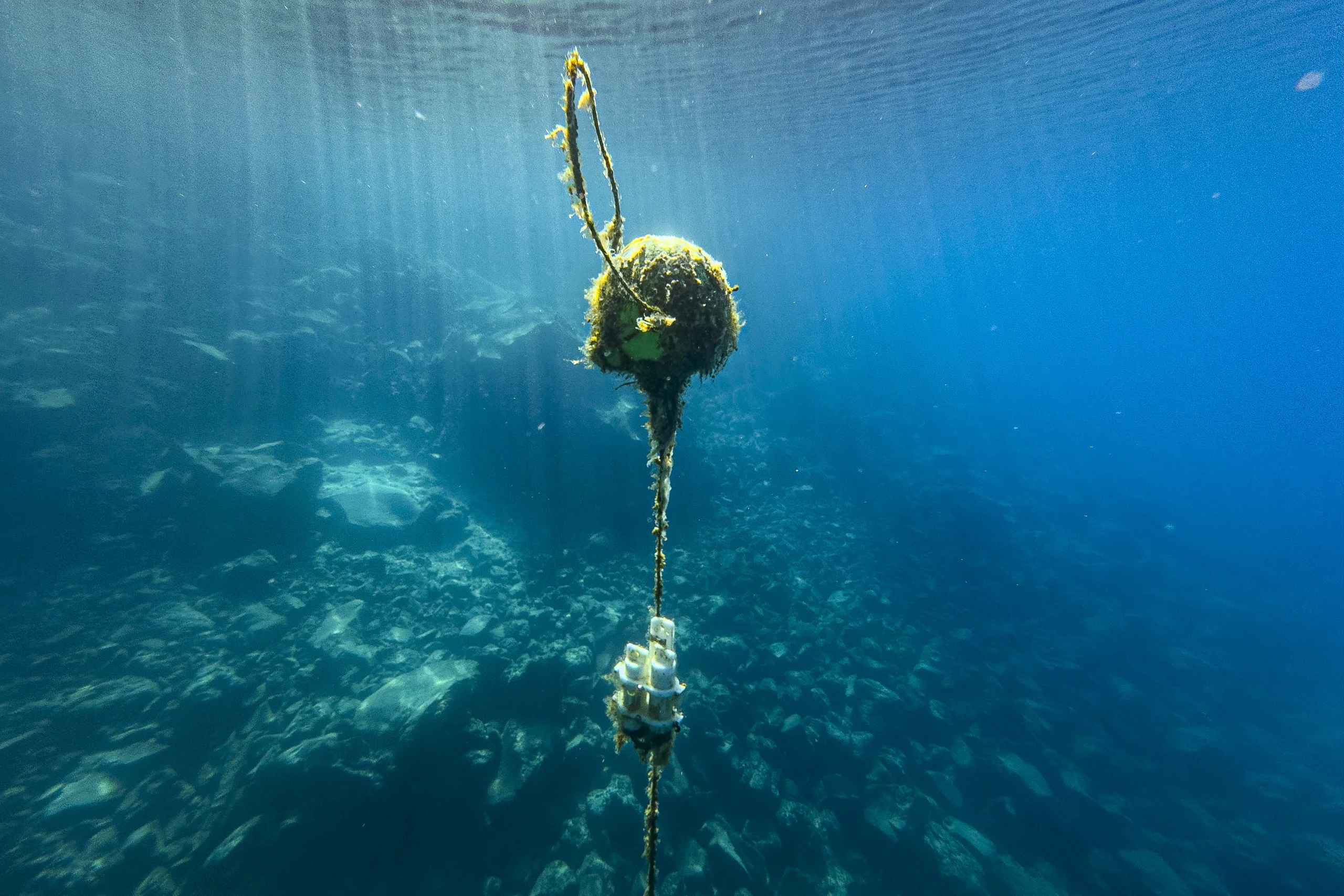 Underwater, an algae-covered buoy helps position three white tubes in the water column.