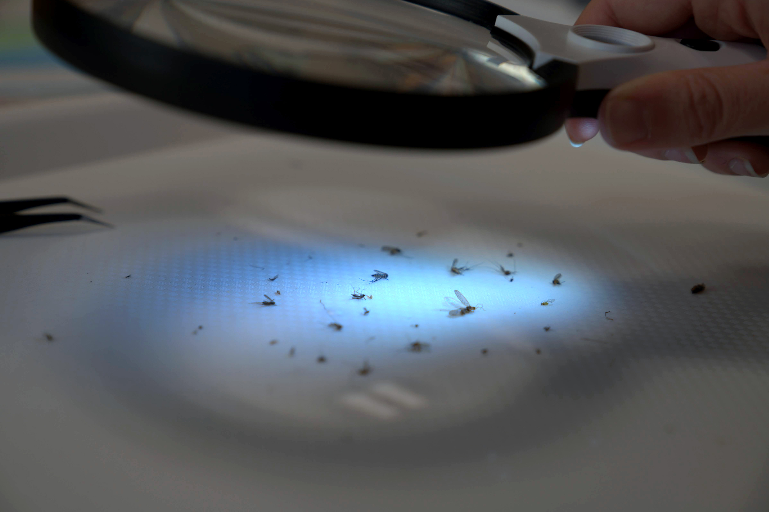 Mosquitos stuck on a white trap.