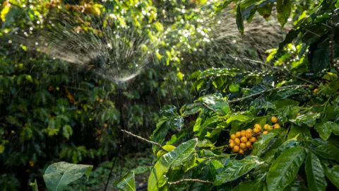 Getty Images Lush green leaves surround a small branch of the coffee plant