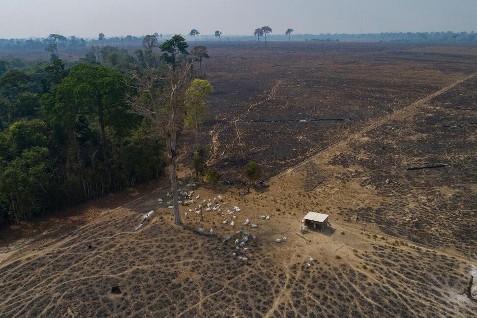 In This Brazilian State, a New Push to Track Cattle Is Key to Slowing Deforestation