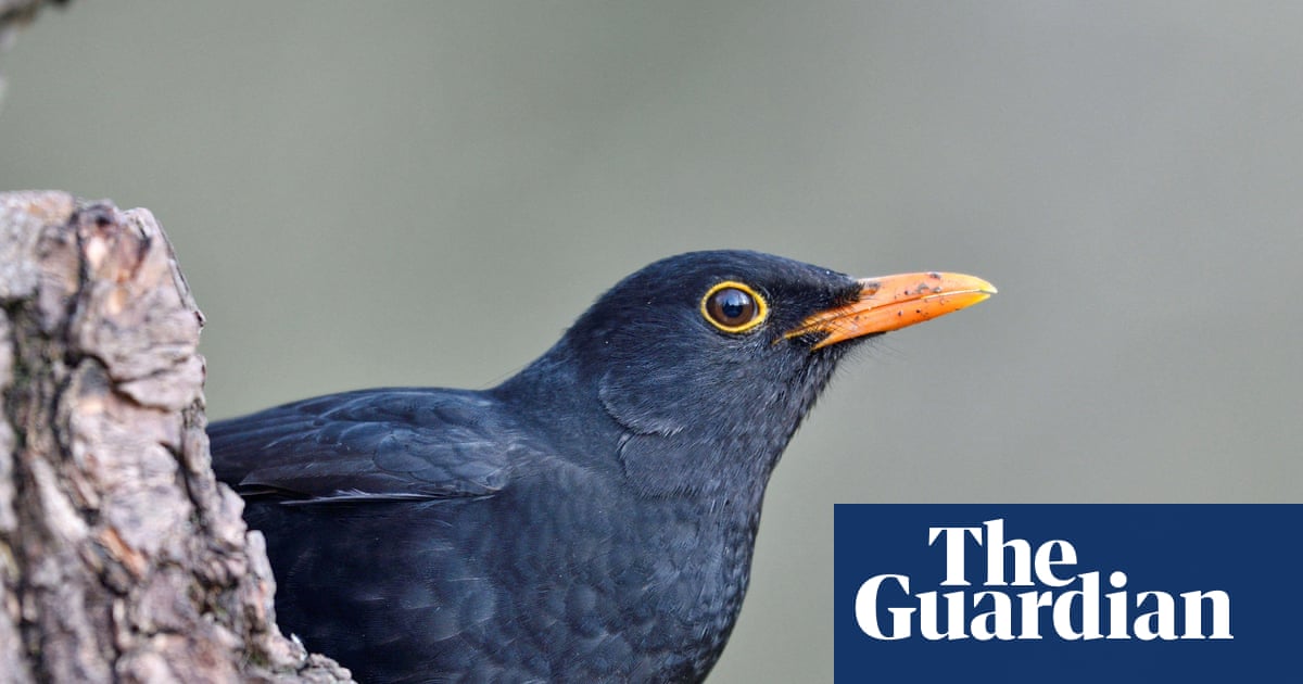 With neonicotinoid pesticide ban, France’s birds make a tentative recovery - study