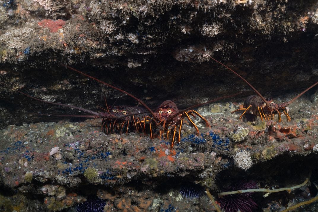 Three California spiny lobsters