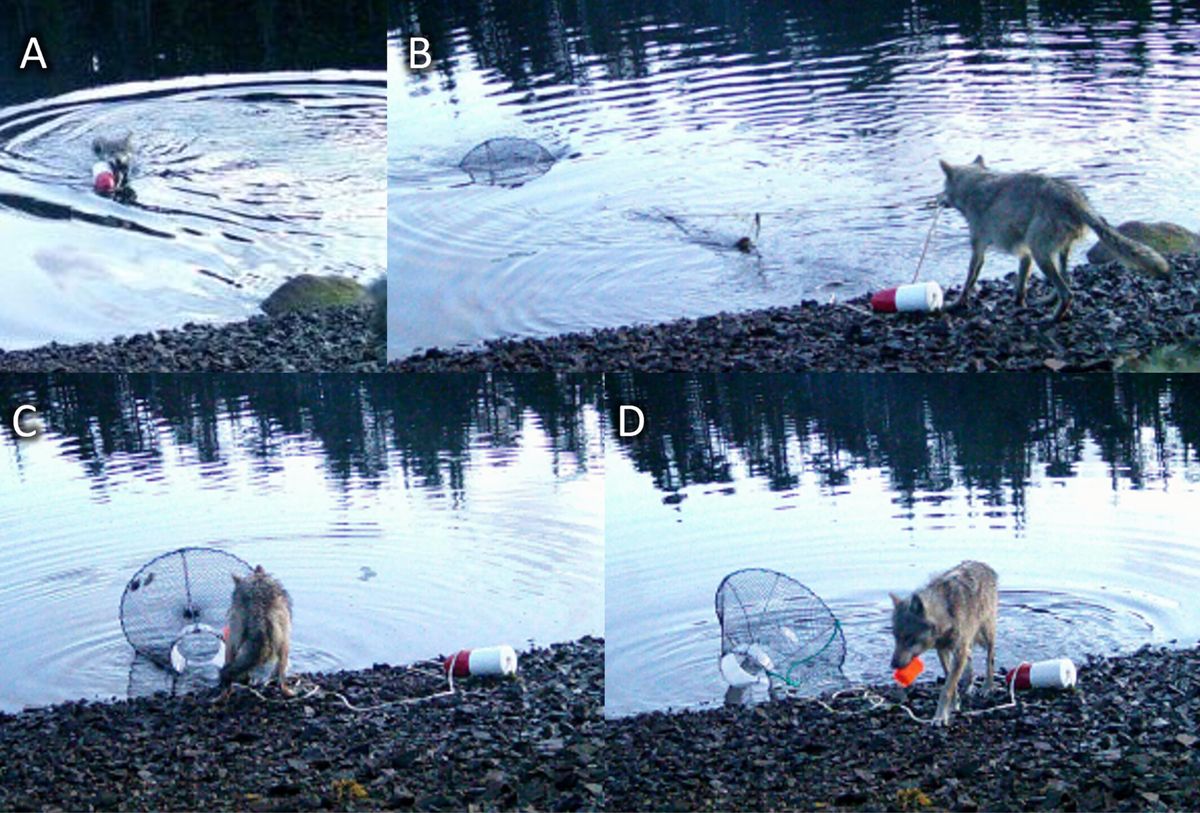 Watch a Wolf Cleverly Raid a Crab Trap for a Snack. It Might Be the First Evidence of a Wild Canid Using a Tool