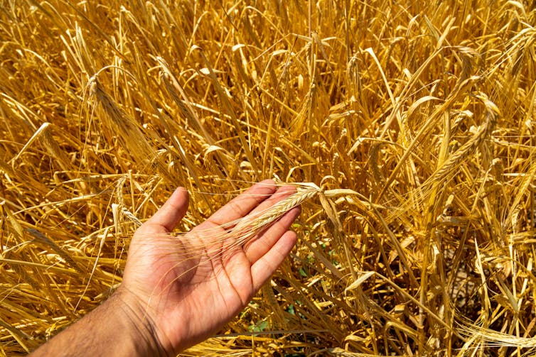 hand holding wheat
