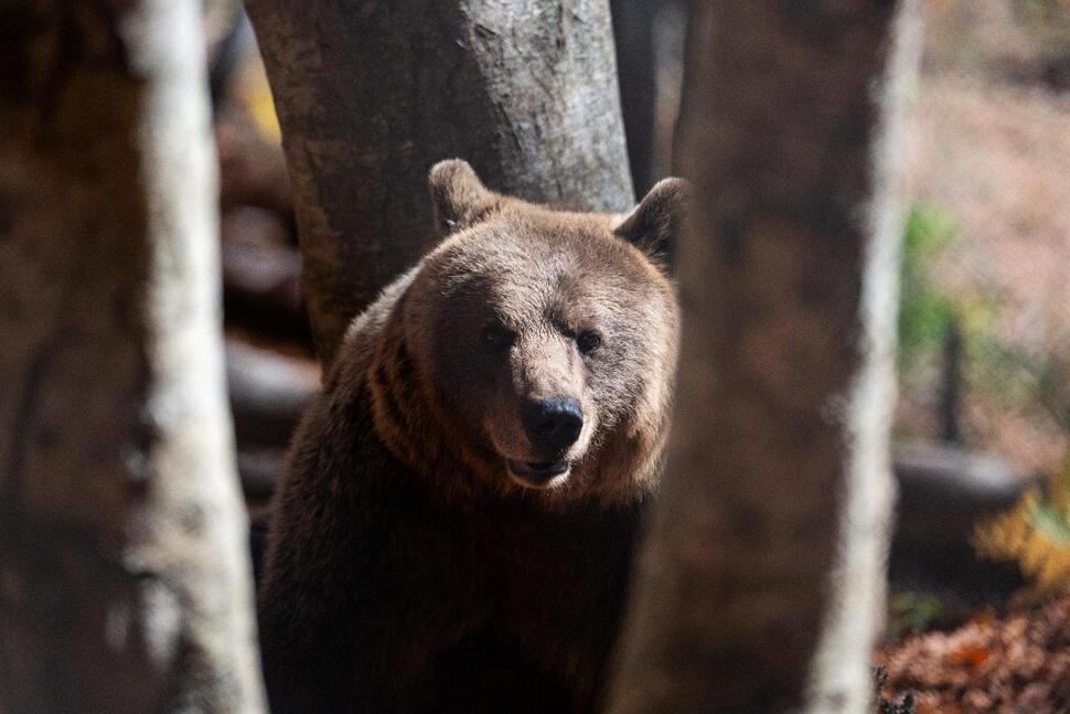 Bears in the Backyard, Wolves at the Door: Greek Villages Have a Growing Predator Problem