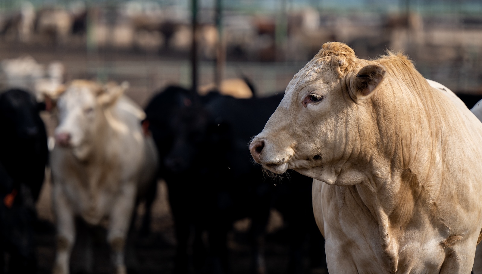 ‘Climate smart’ beef? After a lawsuit, Tyson agrees to drop the label.