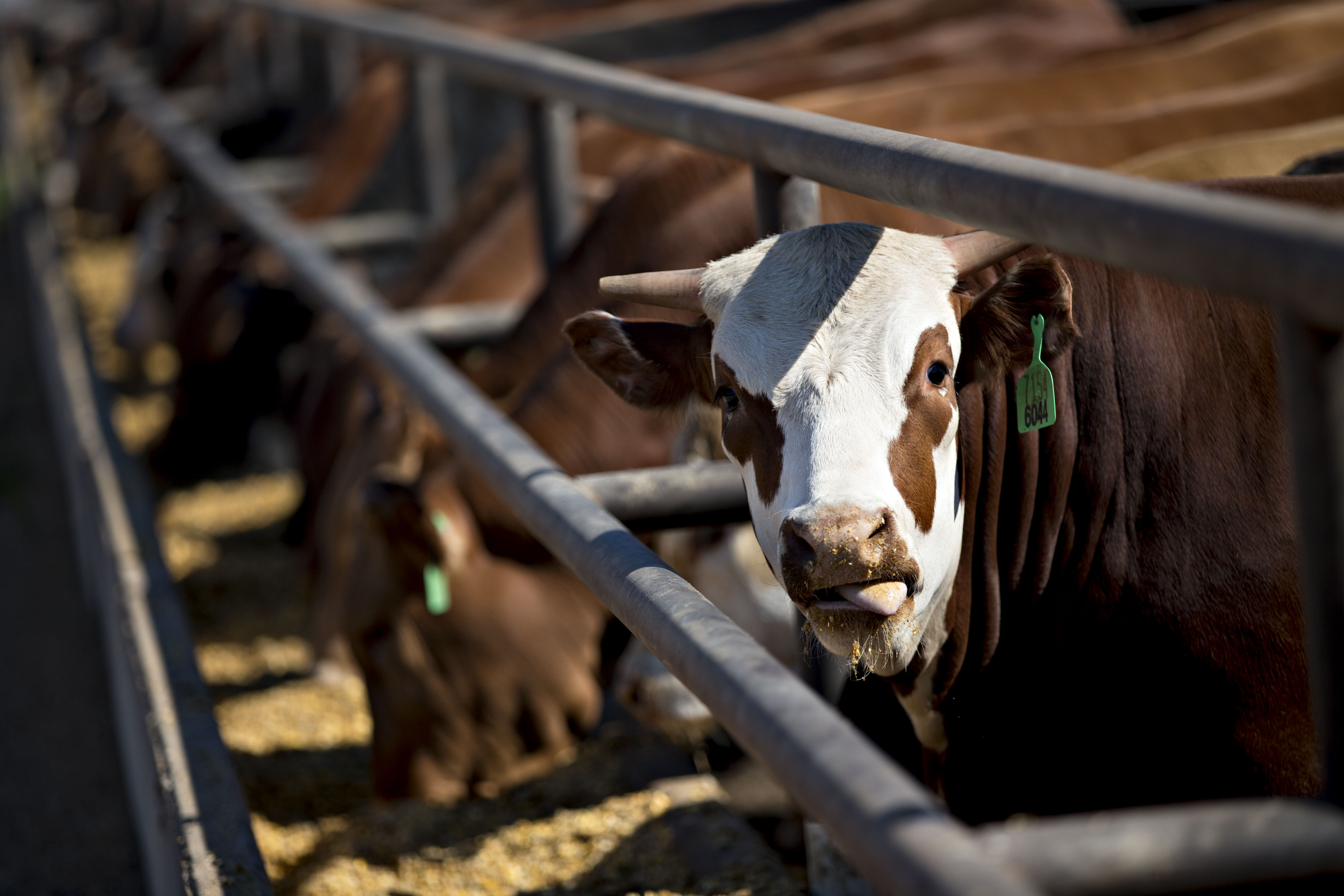 A row of cattle eating at an outdoor feedlot, with one steer looking into the camera.