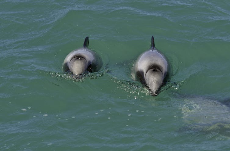 Two Hector's dolphins