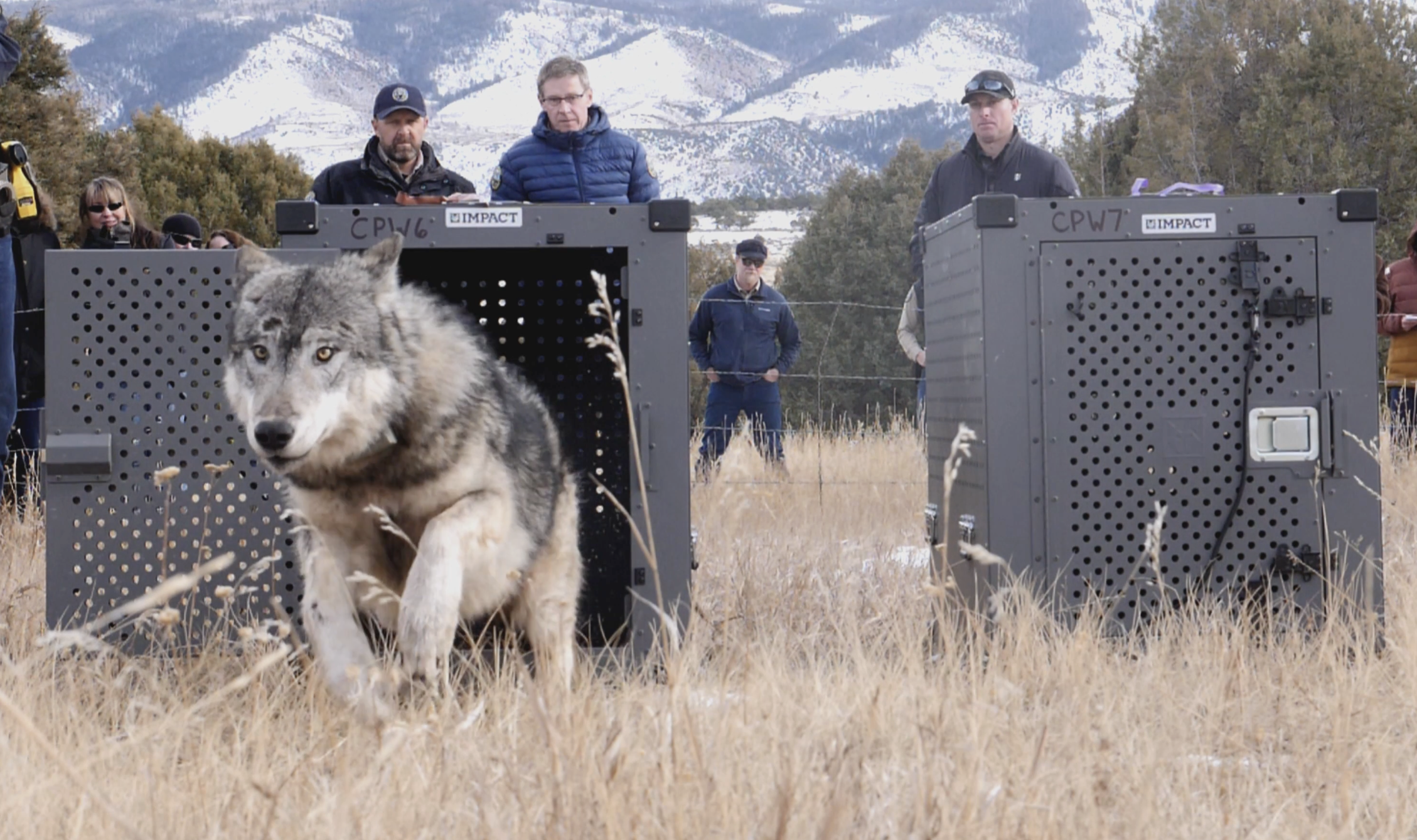 Colorado has wolves again for the first time in 80 years. Why are they dying?