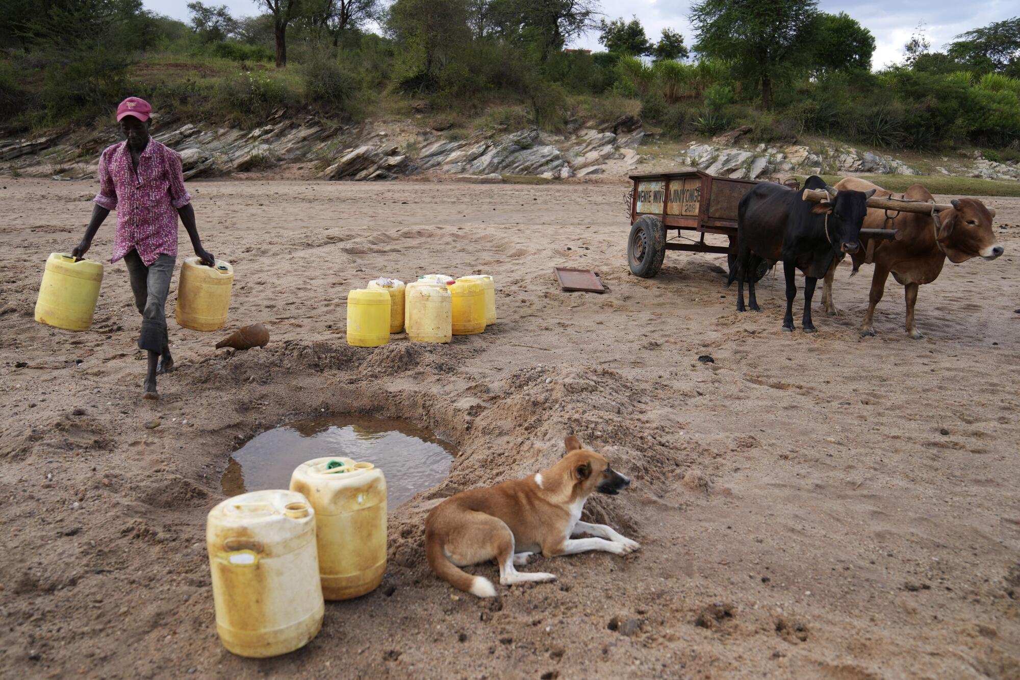 A man carries jugs to fetch water from a hole in the sandy riverbed.