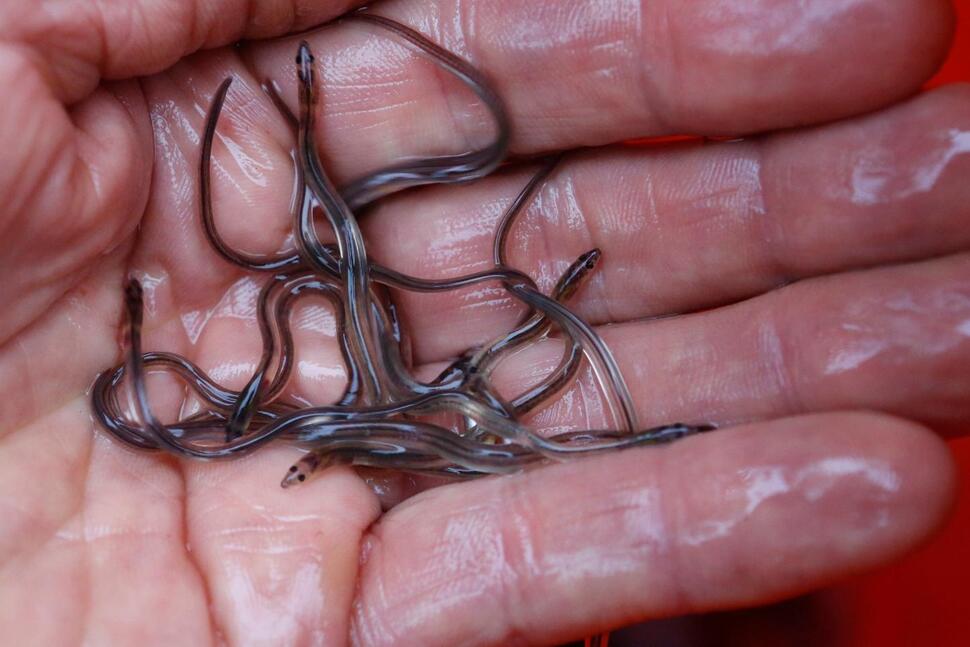 Eel Populations Are Falling, and New Protections Were Defeated. Japan and the US Opposed Them