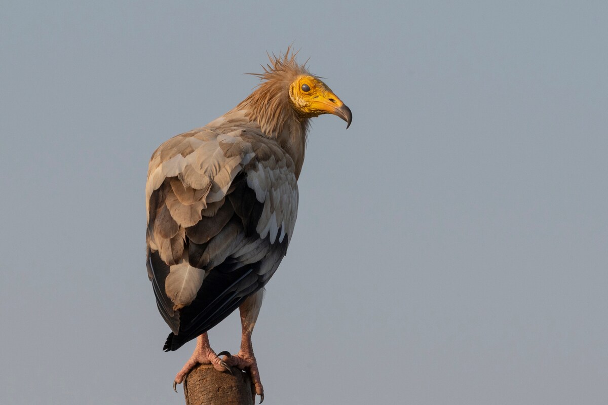 Humans killed millions of vultures. Now people are paying the price.