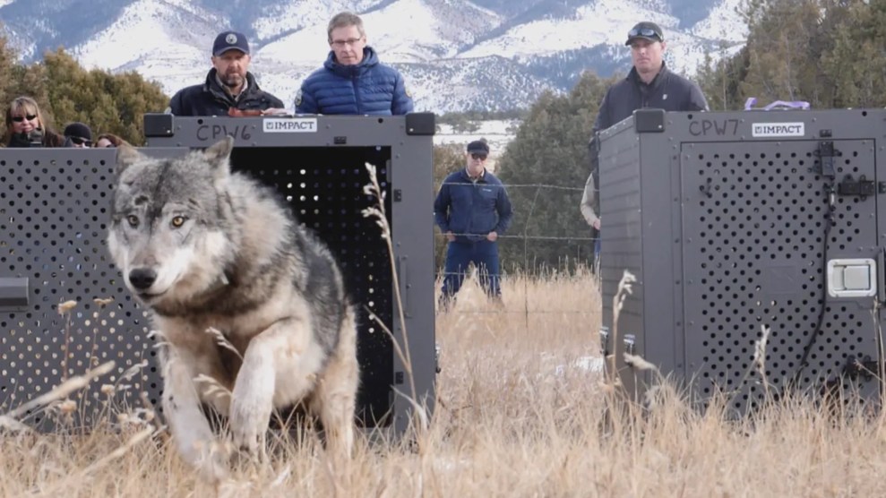 Colorado Finally Got Its Wolves Back. Why Are So Many Dying?