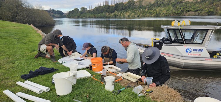 Earth Sciences team surveying invasive gold clams on the banks of the Waikato River.