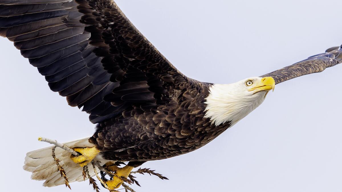 Beloved eagle, a school mascot, electrocuted on power lines above Bay Area elementary school