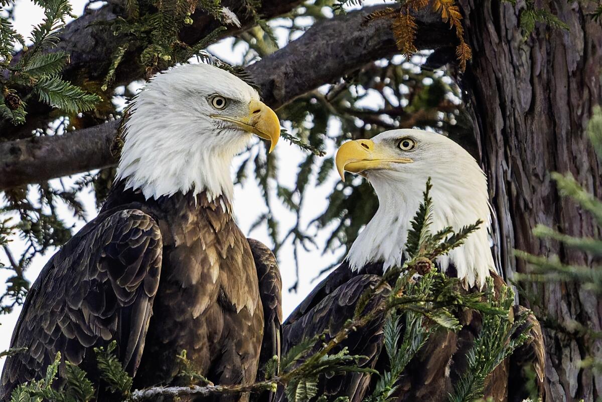 An iconic eagle couple