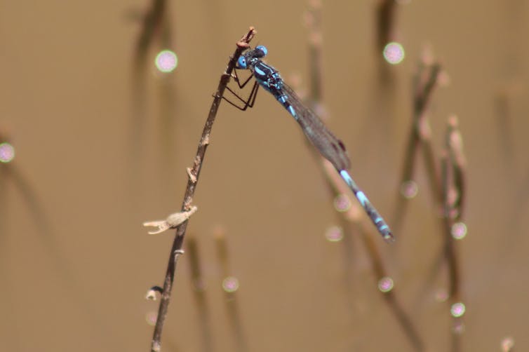 A blue damselfly perches on a twig sticking out from water.